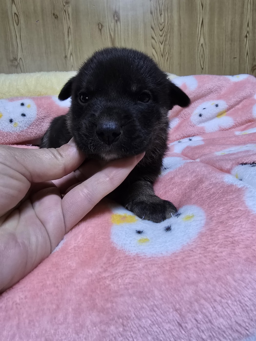 밀양시 동물보호센터_448536202500007